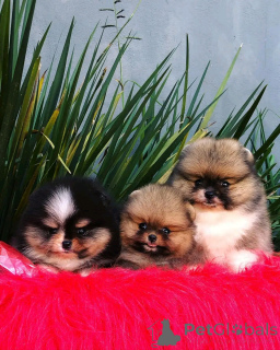 Photo №1. spitz nain - à vendre en ville de Флорида Сити | 1063€ | Annonce №138972