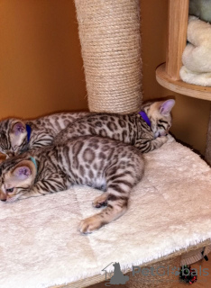 Photo №3. De jolis chatons Bengal Cats disponibles à la vente maintenant. Allemagne