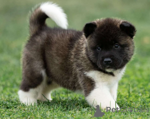 Photo №1. akita (chien) - à vendre en ville de Berlin | négocié | Annonce №156761