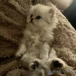 Photo №2 de l'annonce № 167269 de la vente persan - acheter à Allemagne annonce privée