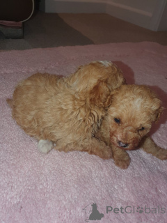 Photo №1. maltipu - à vendre en ville de New york | 339€ | Annonce №159151