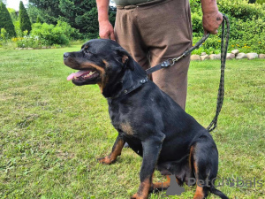 Photo №3. Rencontrez les plus beaux chiots. Allemagne