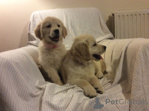 Photo №1. golden retriever - à vendre en ville de Торонто | négocié | Annonce №141168