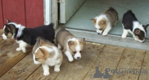 Photo №1. welsh corgi - à vendre en ville de Hegyeshalom | négocié | Annonce №175015