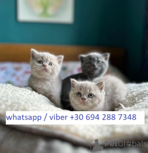 Photo №1. british shorthair - à vendre en ville de Giouleika | Gratuit | Annonce № 125500