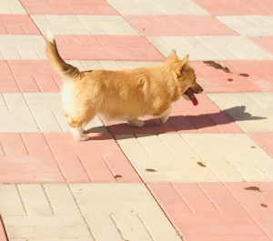 Photo №4. Je vais vendre welsh corgi en ville de Saint-Pétersbourg. éleveur - prix - Négocié