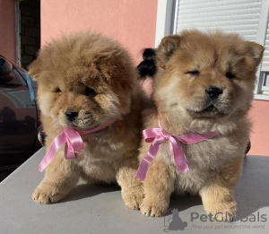 Photos supplémentaires: Chiots Chow-Chow