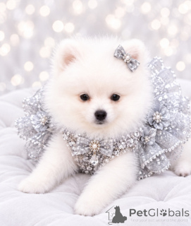 Photo №4. Je vais vendre spitz nain en ville de Dnipro. de la fourrière, éleveur - prix - 600€