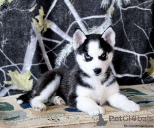 Photo №1. husky de sibérie - à vendre en ville de Даллас | 312€ | Annonce №45897