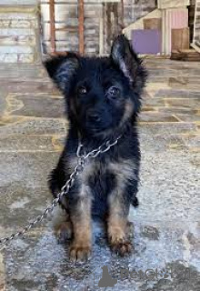 Photo №2 de l'annonce № 136070 de la vente berger allemand - acheter à Suisse 