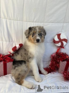 Photo №1. chien bâtard - à vendre en ville de Blankenberge | négocié | Annonce №173381