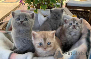 Photo №1. british shorthair - à vendre en ville de Hambourg | 242€ | Annonce № 155330