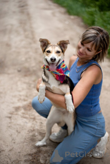 Photo №1. chien bâtard - à vendre en ville de Rivière moscou | Gratuit | Annonce №146015