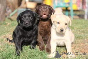 Photo №2 de l'annonce № 165232 de la vente labrador retriever - acheter à Belgique annonce privée, éleveur