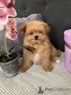 Photo №3. Mini garçon luxueux! Pomapoo. Allemagne