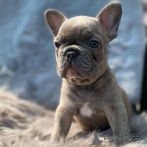 Photo №3. Chiots bouledogues français à vendre. Allemagne