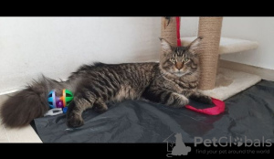 Photo №3. Vente de chatons, chats, chat Maine Coon. Serbie