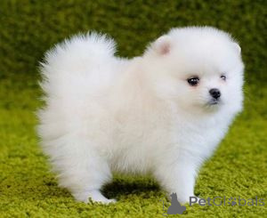 Photo №1. spitz nain - à vendre en ville de Lincoln | négocié | Annonce №171220