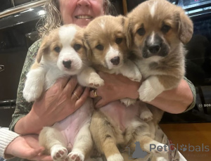 Photo №2 de l'annonce № 155801 de la vente welsh corgi - acheter à Allemagne éleveur