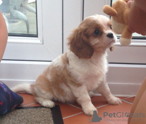 Photo №3. Adorables chiots Cavalier King Charles en adoption gratuite. Allemagne