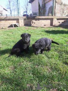 Photo №3. Chiots berger allemand noir. Serbie