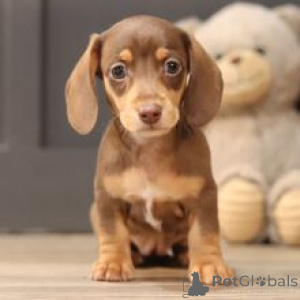 Photo №3. Découvrez le chiot teckel miniature femelle Lullaby Premium prêt pour sa maison. Allemagne