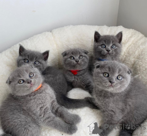 Photo №1. scottish fold - à vendre en ville de Belfast | négocié | Annonce № 172993