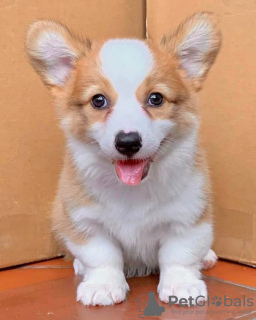 Photo №1. welsh corgi - à vendre en ville de Berlin | négocié | Annonce №68781