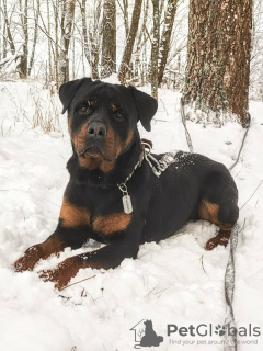 Photo №1. rottweiler - à vendre en ville de Москва | Gratuit | Annonce №127752