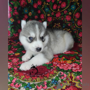 Photo №4. Je vais vendre husky de sibérie en ville de Voronezh. de la fourrière - prix - négocié
