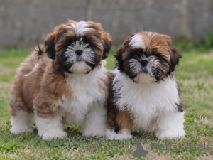 Photo №2 de l'annonce № 176290 de la vente shih tzu - acheter à Belgique 