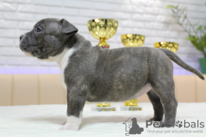 Photo №4. Je vais vendre american bully en ville de Chisinau. de la fourrière, éleveur - prix - 1200€