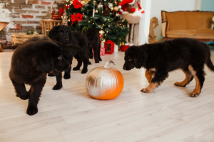 Photo №3. Chiots offerts rares pour la race Russie Hovawart. Fédération de Russie