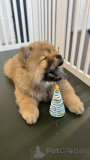 Photo №3. Hivers magnifiques chiots Chowski. USA