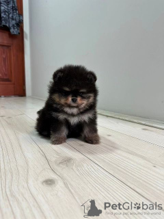 Photos supplémentaires: Poméranie, chiots de la plus haute qualité