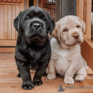 Photo №2 de l'annonce № 174966 de la vente labrador retriever - acheter à Allemagne annonce privée