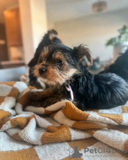 Photo №3. Yorkshire formé des toilettes. Slovaquie