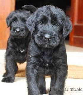 Photo №3. Chiots Schnauzer Géant de race pure. La Roumanie