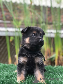 Photo №1. berger allemand - à vendre en ville de Zachris | négocié | Annonce №157840