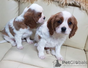 Photo №1. cavalier king charles spaniel - à vendre en ville de Munich | négocié | Annonce №43183