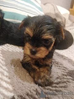 Photo №4. Je vais vendre yorkshire terrier en ville de Daugavpils. annonce privée, de la fourrière, éleveur - prix - 450€