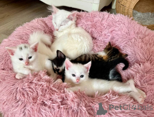 Photo №1. angora turc - à vendre en ville de Giesen | 350€ | Annonce № 174767