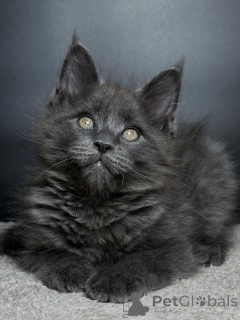 Photo №1. maine coon - à vendre en ville de Freysing | négocié | Annonce № 159070