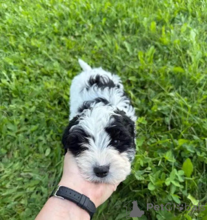 Photo №3. Cavapoo-Welpen vous contactera par WhatsApp au 44 7453 907158. Allemagne
