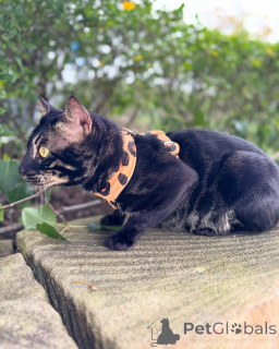 Photo №2 de l'annonce № 152773 de la vente bengal - acheter à France annonce privée