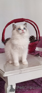 Photos supplémentaires: Chatons Ragdoll à vendre