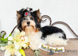 Photo №3. Biewer Yorkshire Terrier. Biélorussie