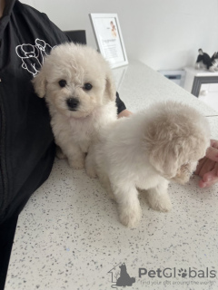 Photos supplémentaires: Chiots Bichon Frise enregistrés Kc