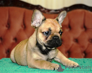 Photo №4. Je vais vendre bouledogue en ville de Belgrade. éleveur - prix - négocié