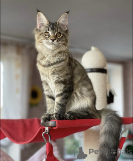 Photo №2 de l'annonce № 163183 de la vente maine coon - acheter à Allemagne éleveur